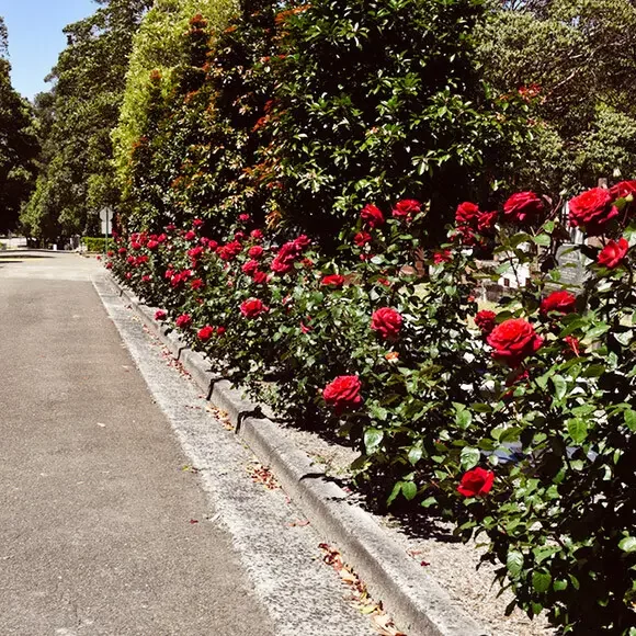 Macquarie-park-cemetery-roses